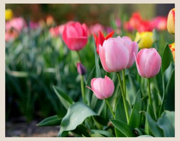 Picture of spring tulips in bloom in multiple colors