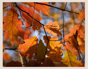 colorful leaves on branches in orange and red hues